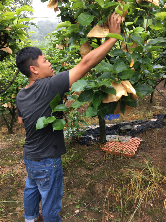 阳山农村创业青年余啸天晶宝梨种植基地硕果累累，准备上市。（通讯员供图）.jpg