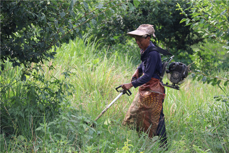 烈日下，勤劳的村民正在鹰嘴桃种植基地割草.JPG