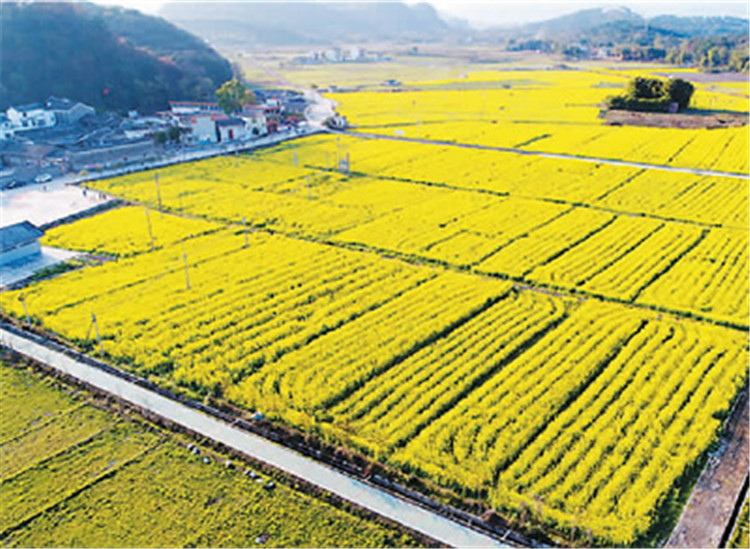 火岗村所在的七拱镇以种植优质稻米为特色。（资料图片）.jpg