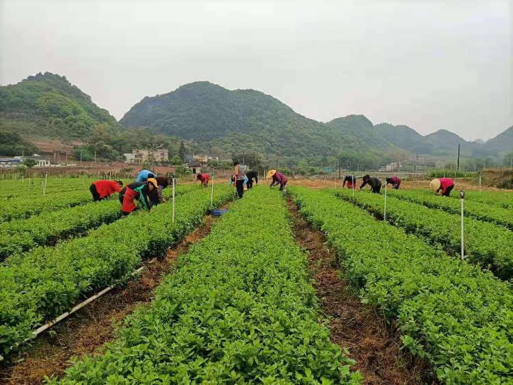 在阳山大崀镇，农户们采摘枸杞。通讯员供图.jpg