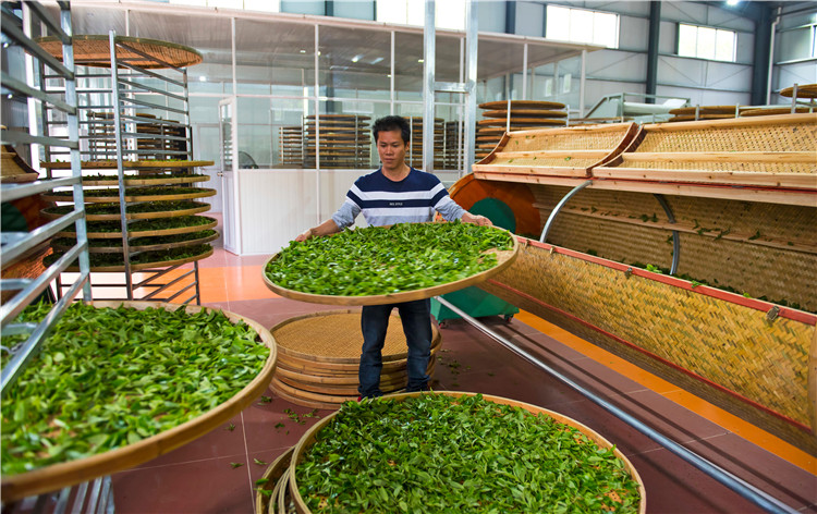 新自然茶叶公司工人制茶。（通讯员供图）.jpg