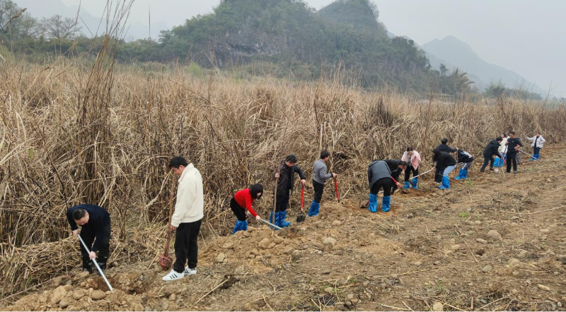 植树图片3.png