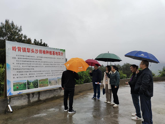 合作社介绍沙田柚种植规划.png