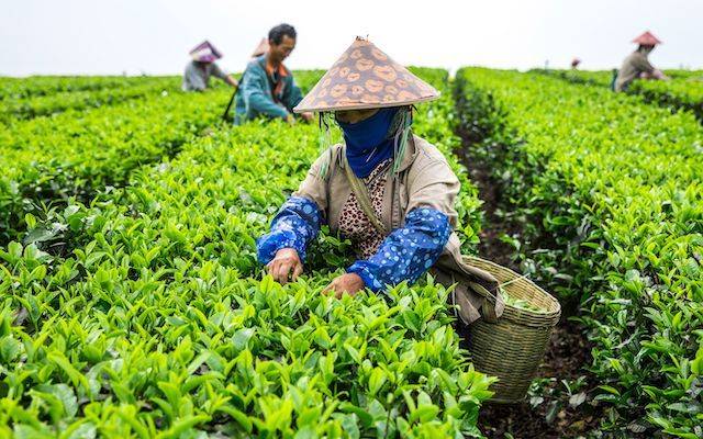 英德茶农正在采茶