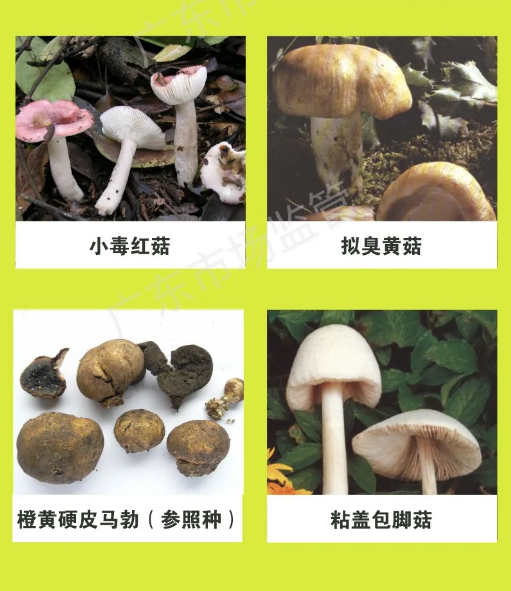 切勿自行采摘食用野生蘑菇